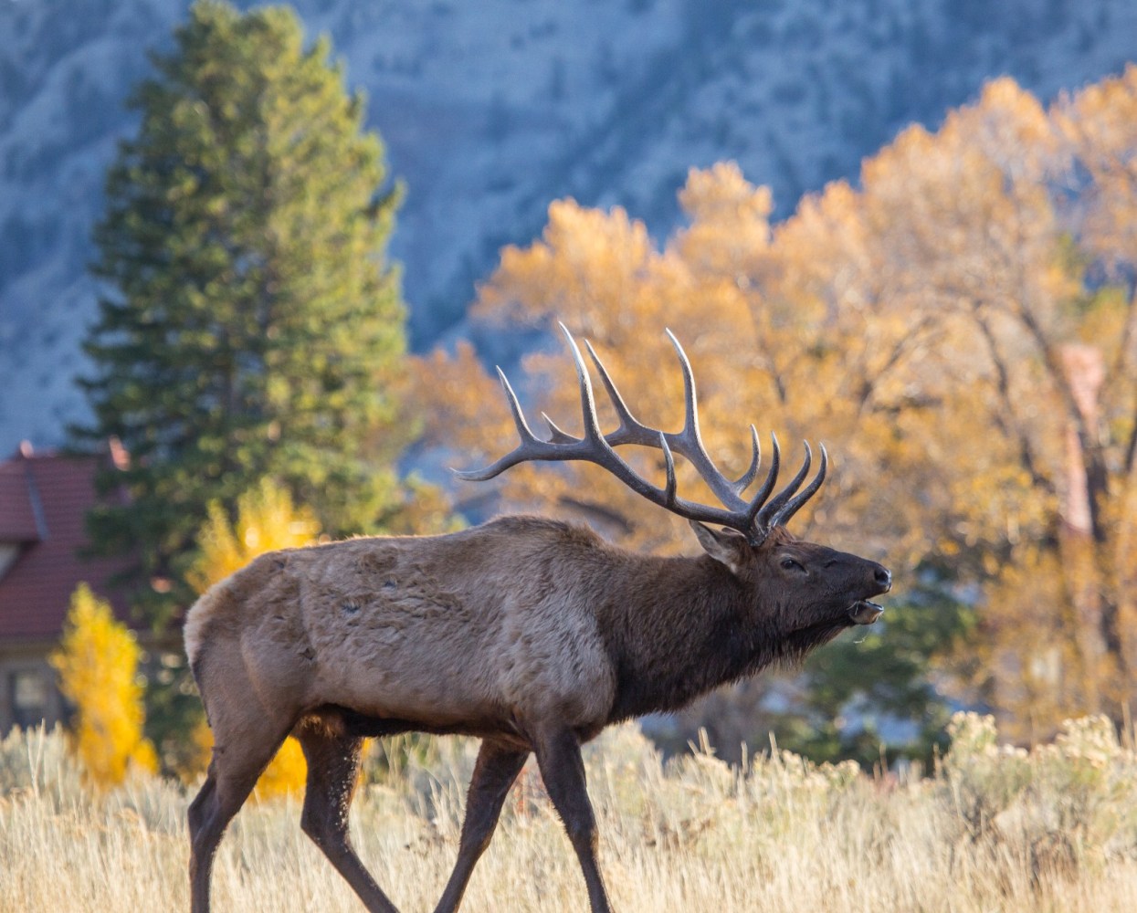 how many days are recommended to visit yellowstone