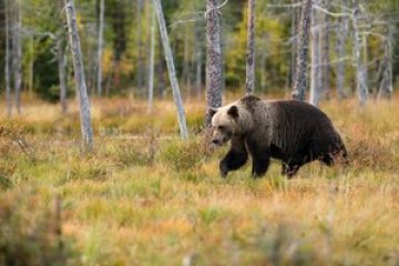 a brown bear walking across a grass covered field