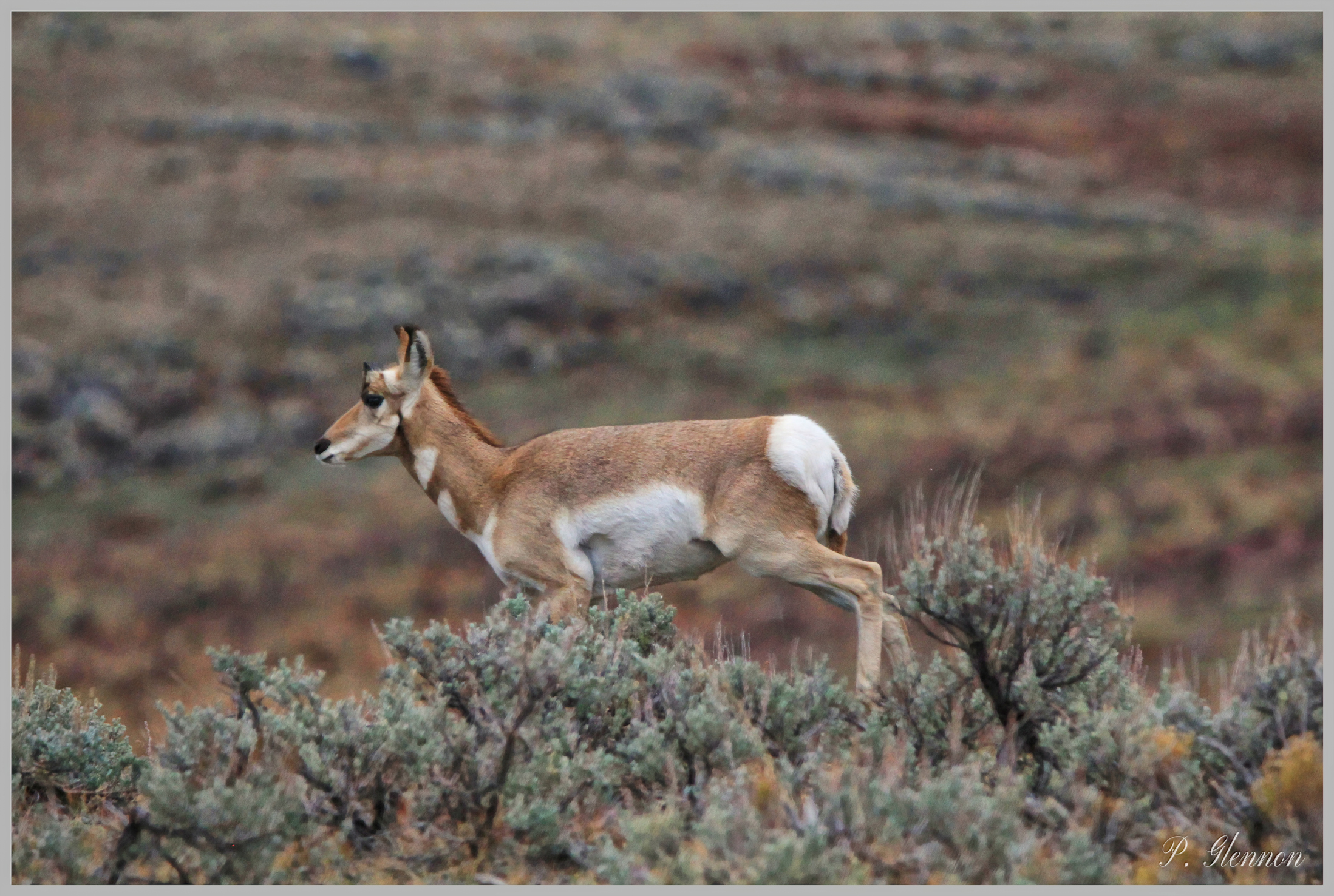 best places to see wildlife in yellowstone