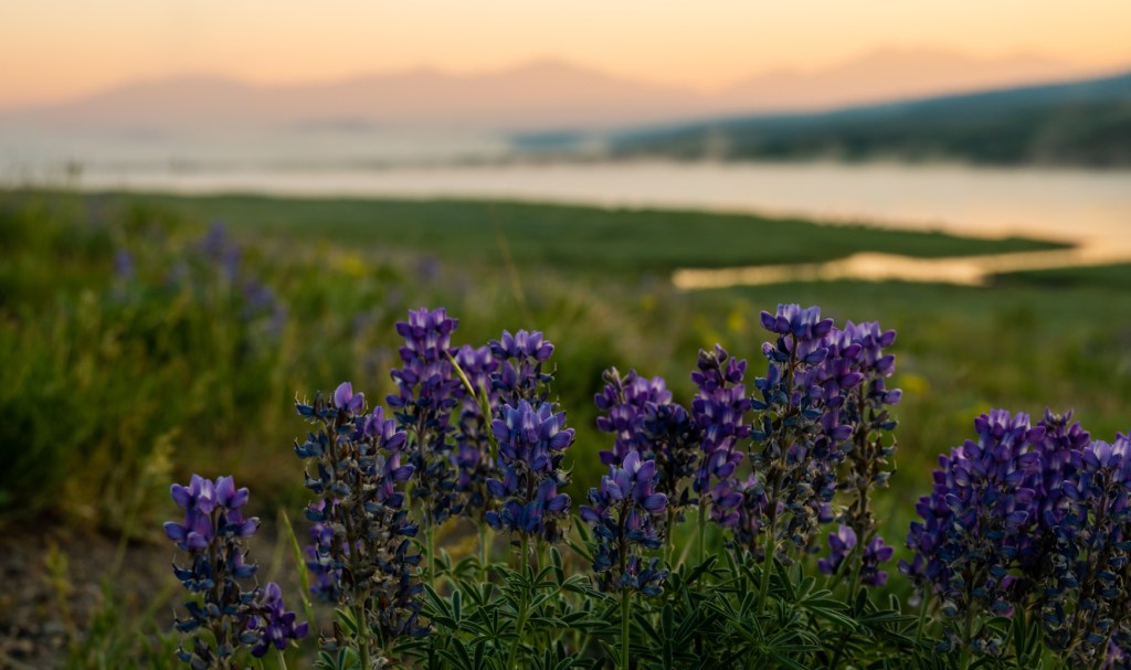 a close up of a purple flower in a field