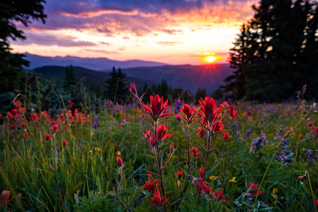 a group of colorful flowers in a field